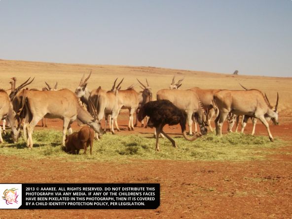  - Day Trip to the Rhino & Lion Nature Reserve (Catherine Robson Children's Home)